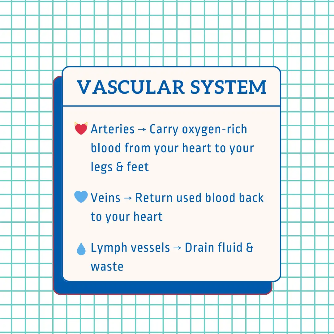 Feet Vascular System Slideshow 2